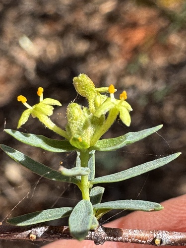 Mallee Riceflower