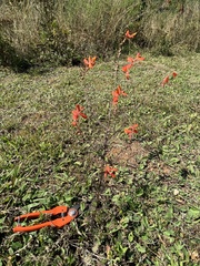 Castilleja tenuifolia