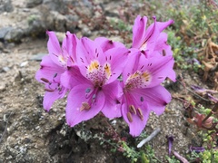 Alstroemeria violacea