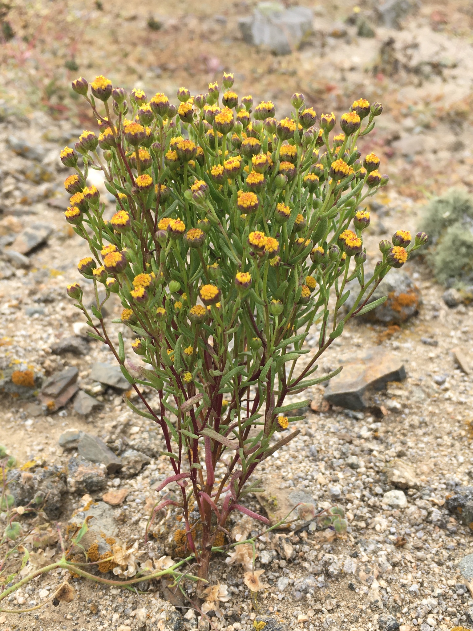 Amblyopappus pusillus