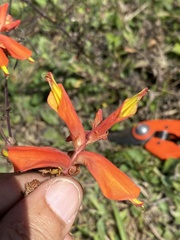 Castilleja tenuifolia