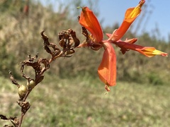 Castilleja tenuifolia