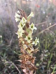 Dichromanthus michuacanus