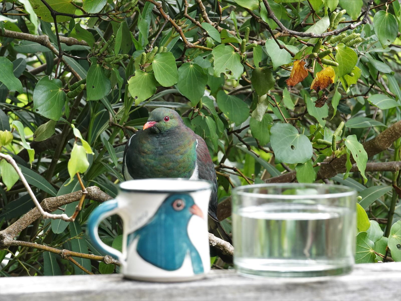 New Zealand Pigeon illustration