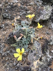 Oxalis morenoensis