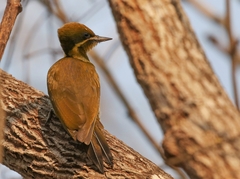 Piculus chrysochloros