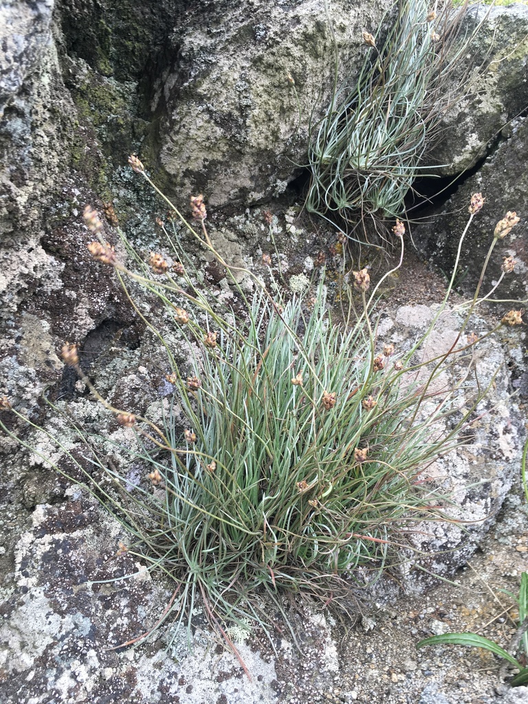 Plantago johnstonii