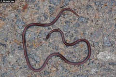 Calliophis intestinalis