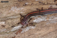 Calliophis intestinalis