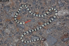 Calliophis intestinalis