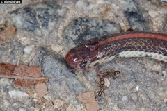 Calliophis intestinalis