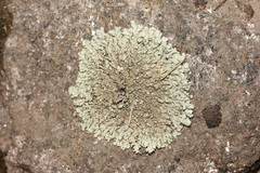 Xanthoparmelia lineola