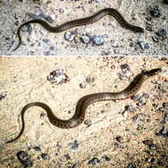 Helicops leopardinus