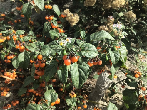 red nightshade
