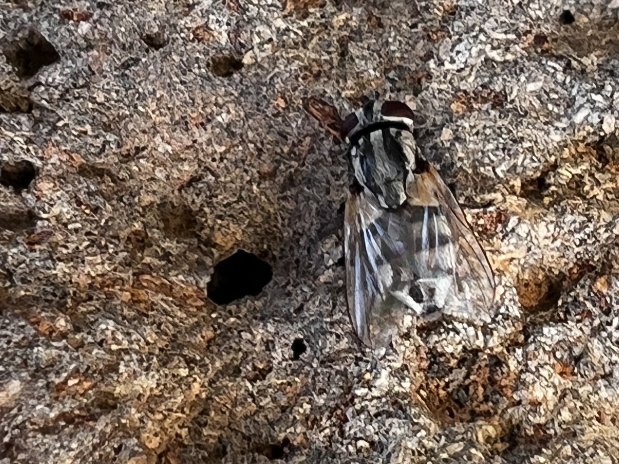 Musca sorbens