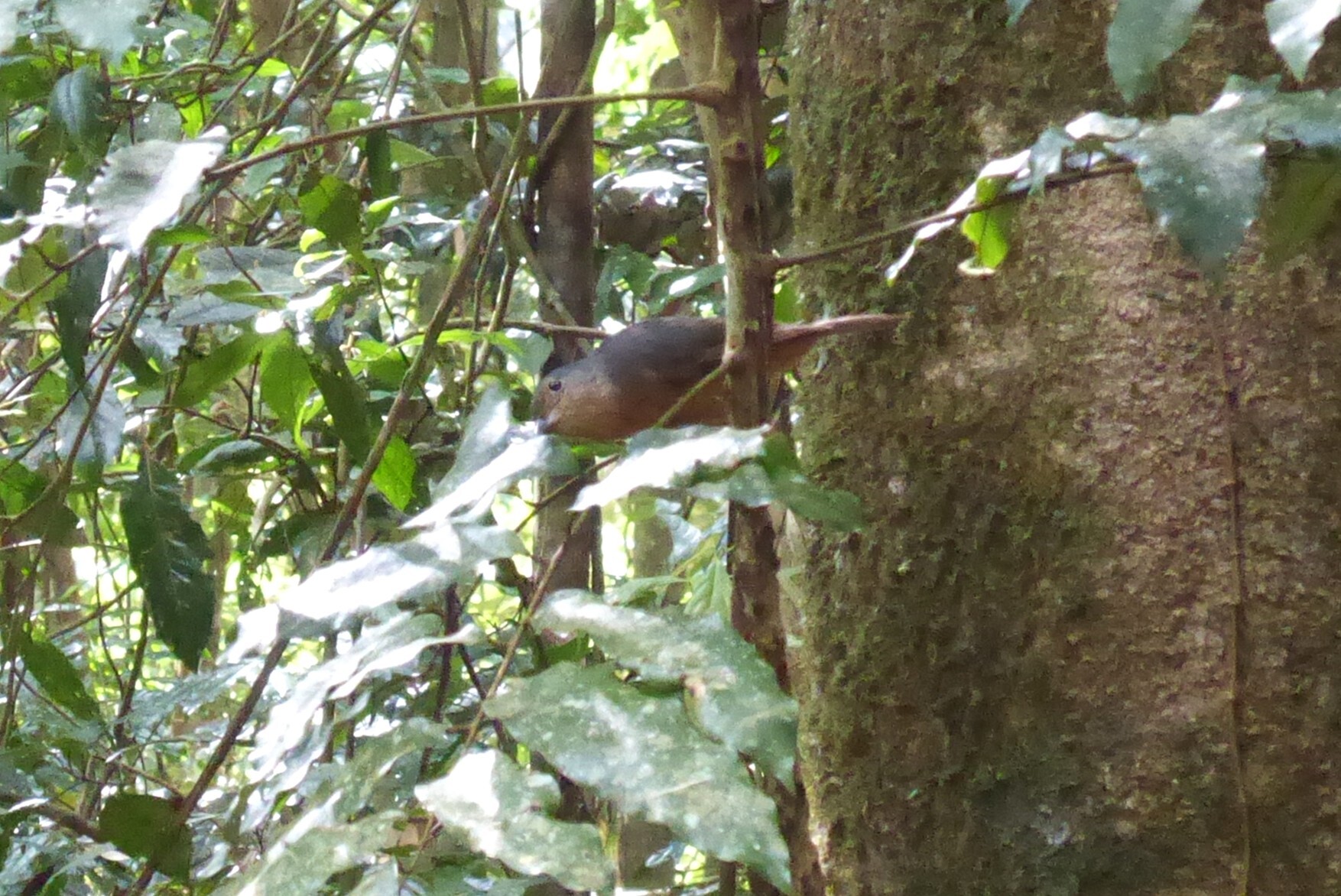 Bower's Shrikethrush (Colluricincla boweri), photo 3
