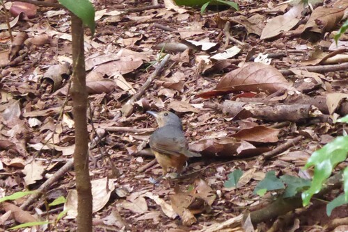 Bower's Shrikethrush (Colluricincla boweri), photo 4