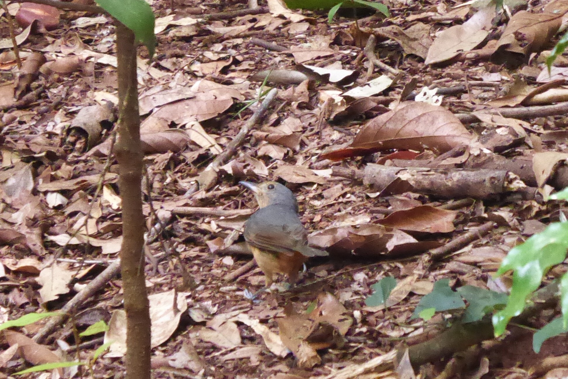 Bower's Shrikethrush (Colluricincla boweri), photo 4