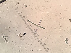 Lemonniera pseudofloscula