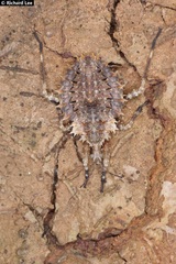 Centrocnemis malayana