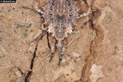 Centrocnemis malayana