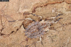 Centrocnemis malayana