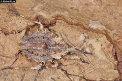Centrocnemis malayana