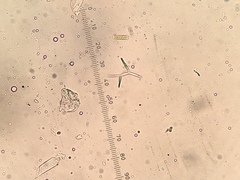 Tricladium angulatum