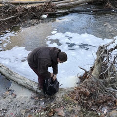 Tricladium angulatum