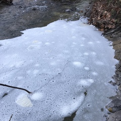 Tricladium angulatum