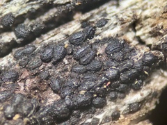 Anteaglonium globosum