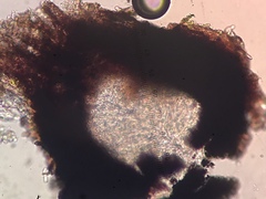 Anteaglonium globosum