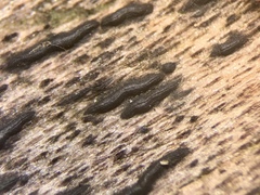 Psiloglonium stygium