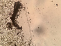 Psiloglonium stygium