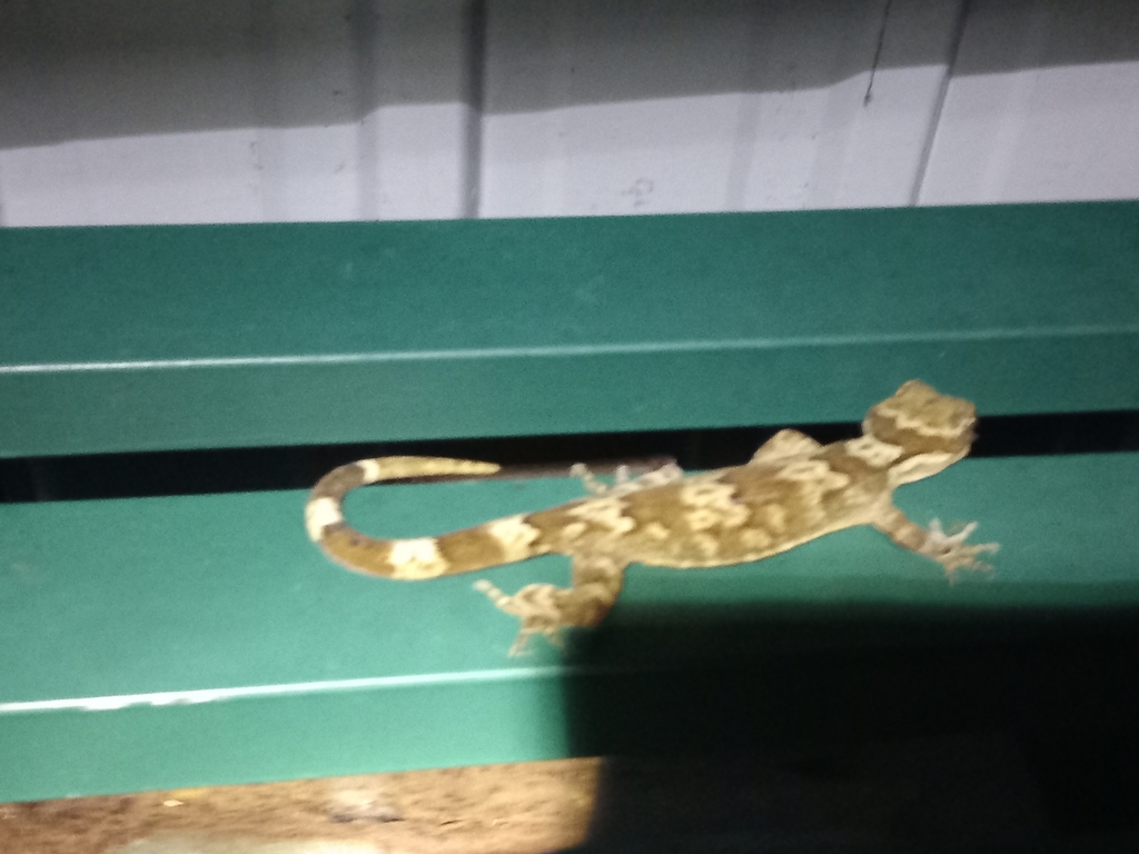 Edward Taylor's Bow-Fingered Gecko