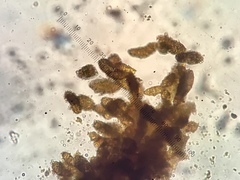 Berkleasmium conglobatum