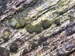 Berkleasmium conglobatum
