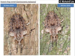 Centrocnemis malayana