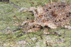 Centrocnemis malayana