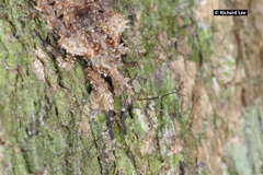 Centrocnemis malayana