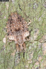 Centrocnemis malayana