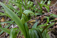 Pterostylis areolata