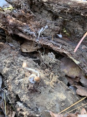 Mycena stylobates