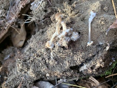 Mycena stylobates