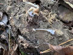 Mycena stylobates