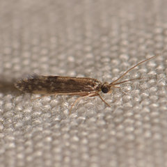 Agraylea multipunctata