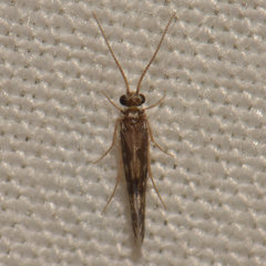 Agraylea multipunctata