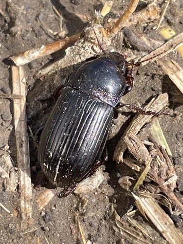 Zabrus tenebrioides