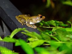 Polypedates cruciger