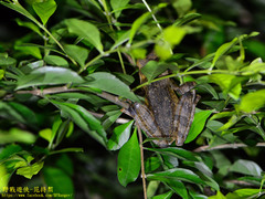 Polypedates cruciger